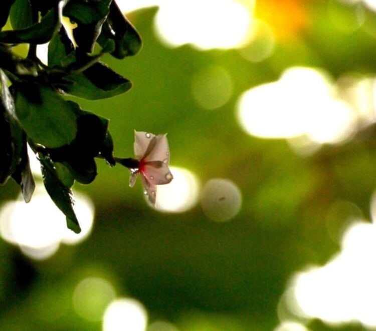 Hoa cỏ linh tinh cuối tuần Hoa cỏ linh tinh cuối tuần