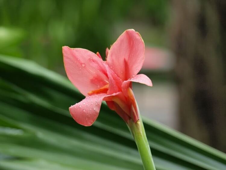 Hoa cỏ linh tinh cuối tuần