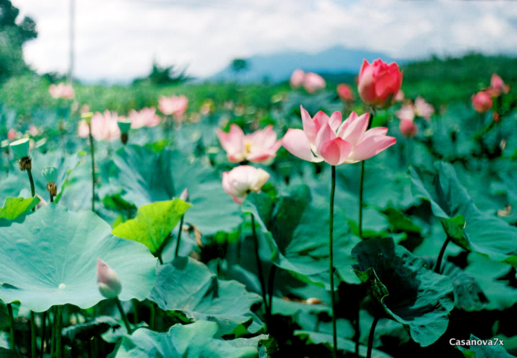 Hoa Lá linh tinh