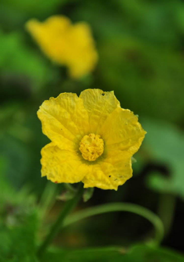 Hoa cỏ linh tinh cuối tuần