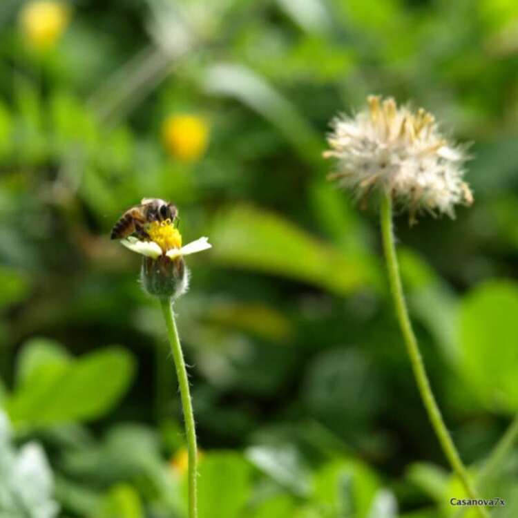 Hoa cỏ linh tinh cuối tuần