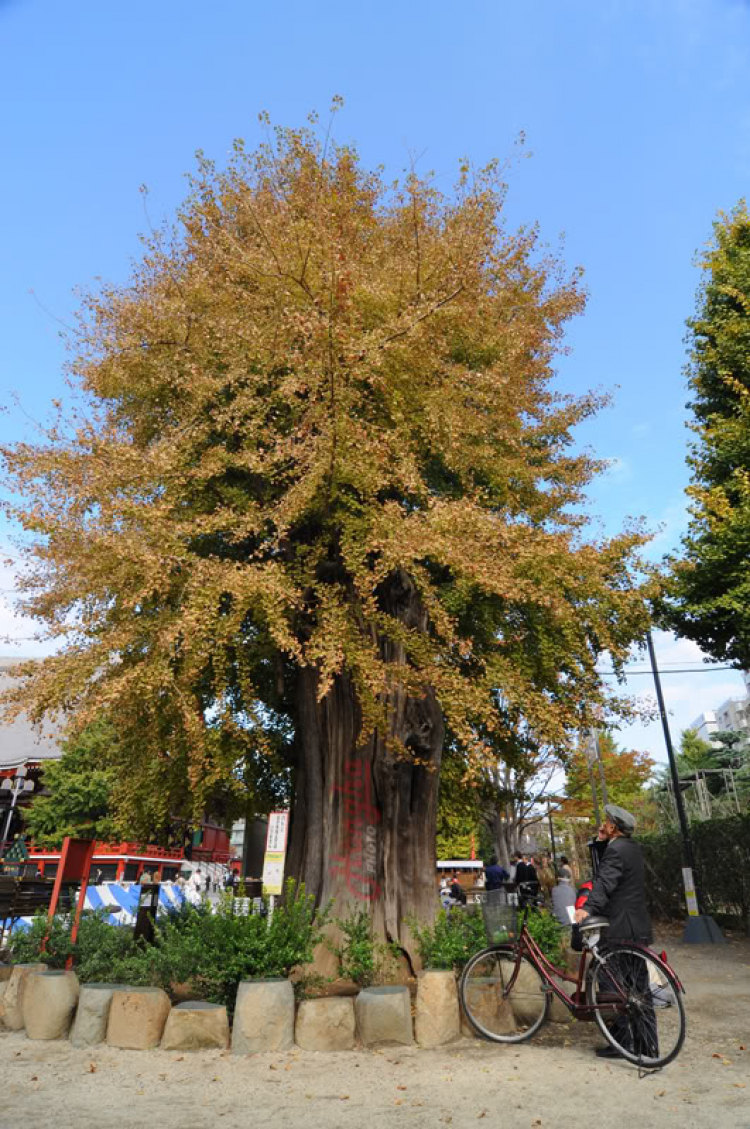 Lang thang trên xứ Phù Tang