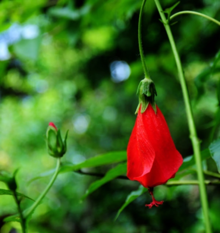 Hoa cỏ linh tinh cuối tuần