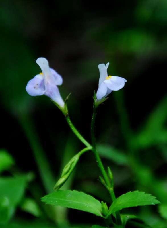 Hoa cỏ linh tinh cuối tuần