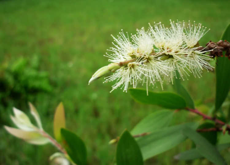 Hoa cỏ linh tinh cuối tuần