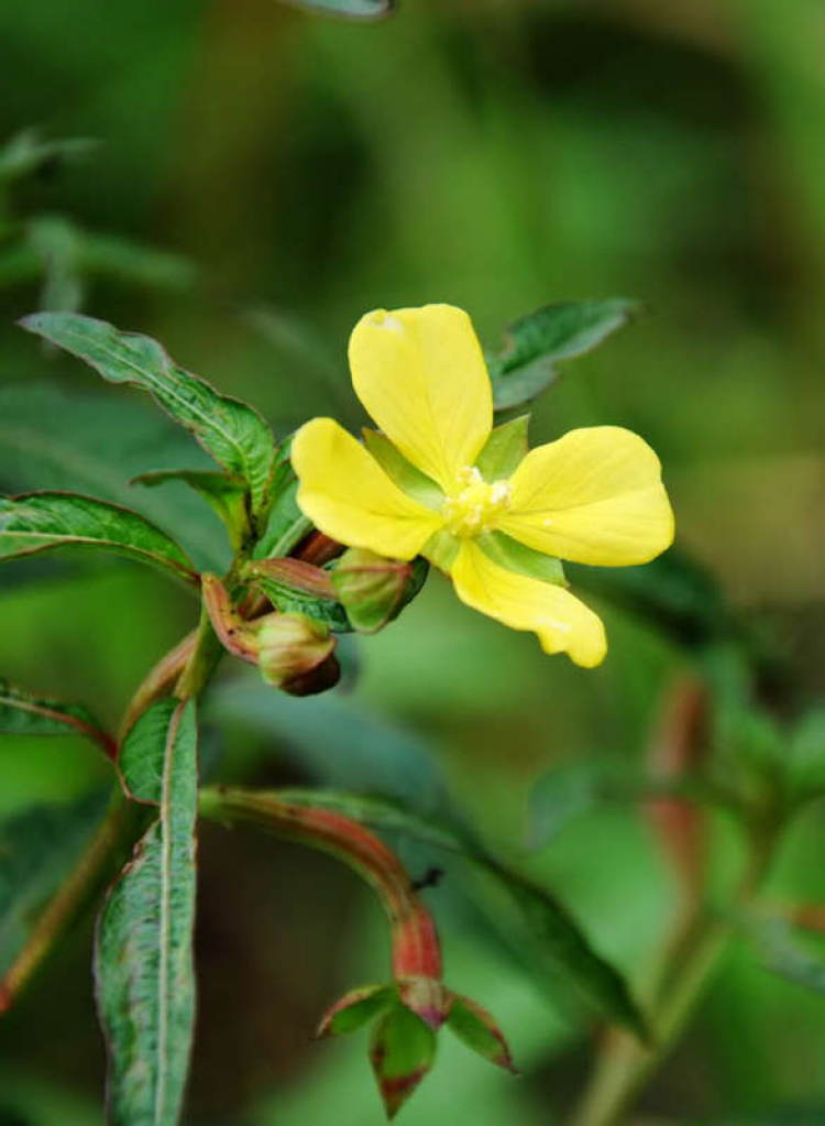 Hoa cỏ linh tinh cuối tuần