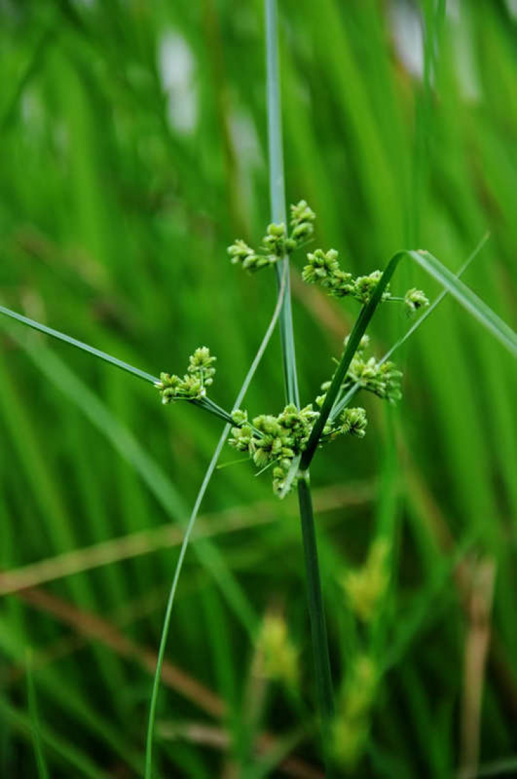 Hoa cỏ linh tinh cuối tuần