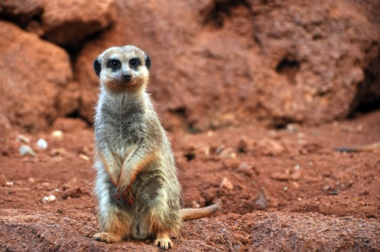 Fuerteventura, Lanzarote: hai trong mười hòn đảo đẹp nhất châu Âu.