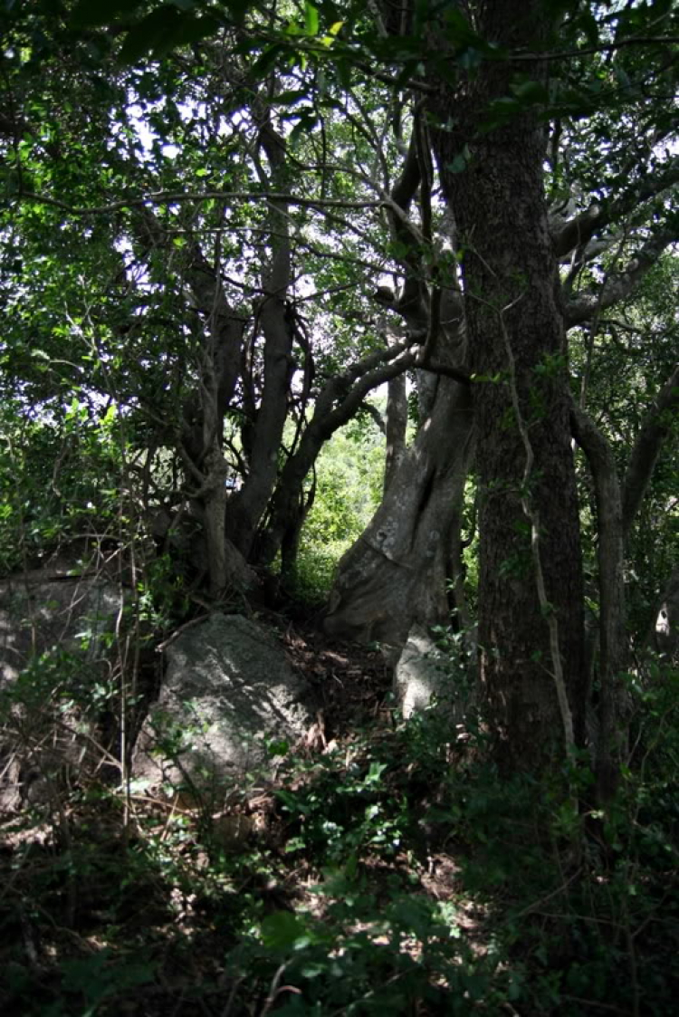 NÚI CHÚA - THẤT ĐỈNH