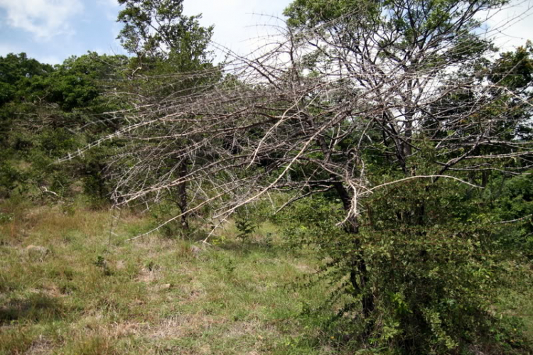 NÚI CHÚA - THẤT ĐỈNH
