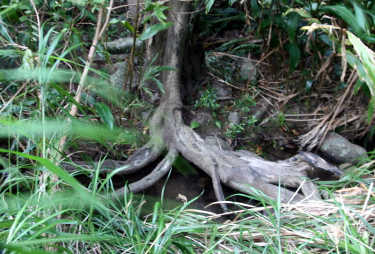 NÚI CHÚA - THẤT ĐỈNH