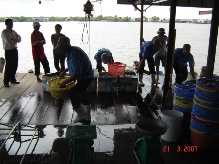 Ca Mau