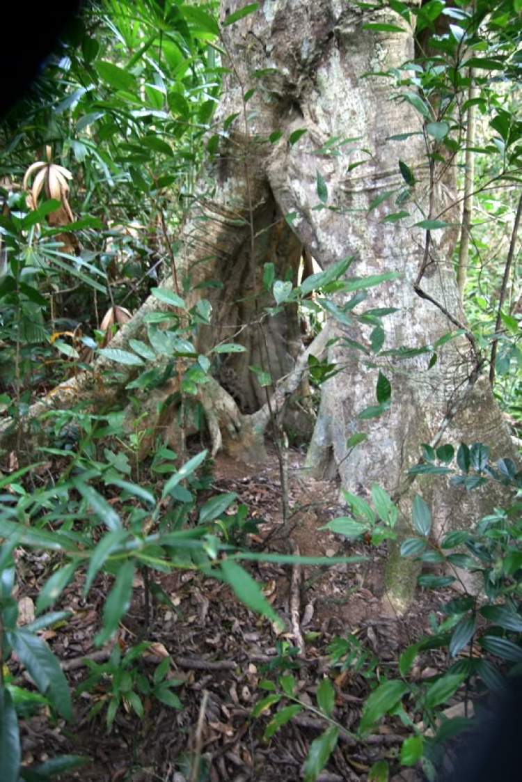 NÚI CHÚA - THẤT ĐỈNH