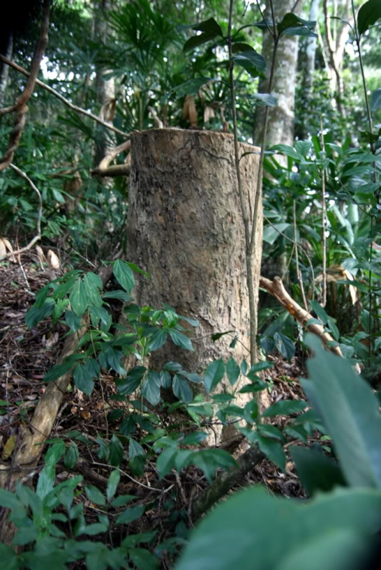 NÚI CHÚA - THẤT ĐỈNH