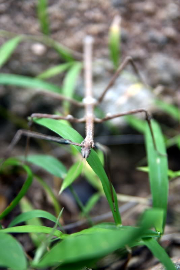 NÚI CHÚA - THẤT ĐỈNH