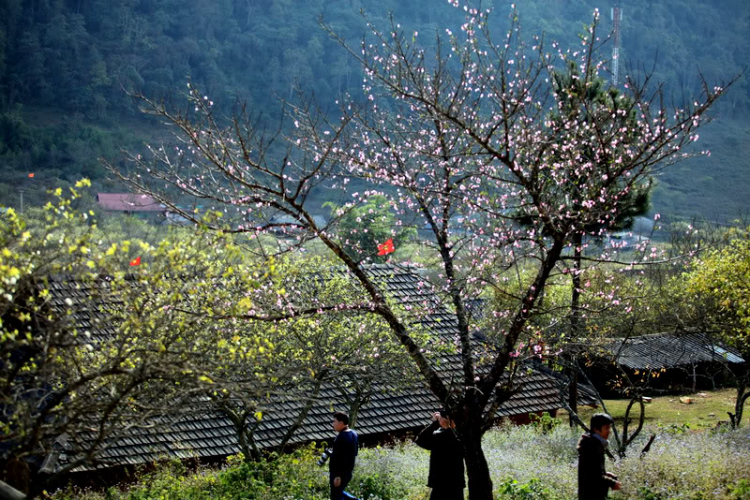 Đào Rừng; Cải Mèo; Măng Lưỡi Lợn......Chuyến đi cuối năm!!!