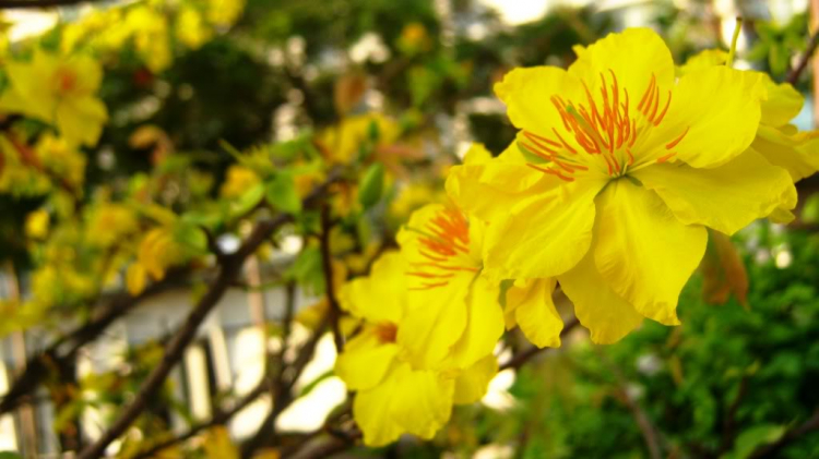 Tết 2011 Tết 2011