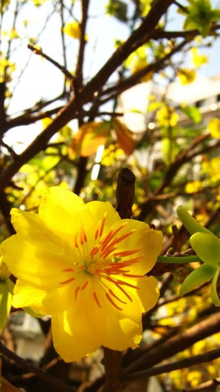 Tết 2011 Tết 2011