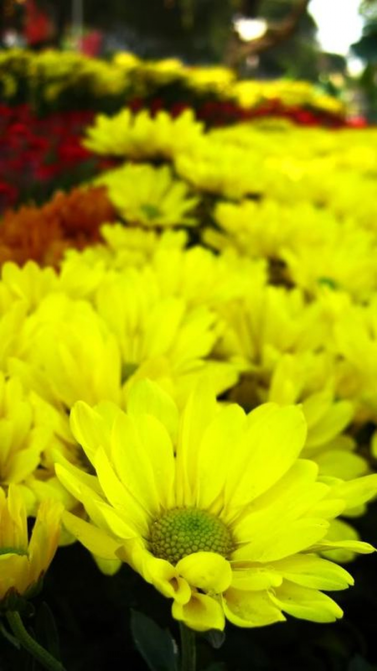 Tết 2011 Tết 2011