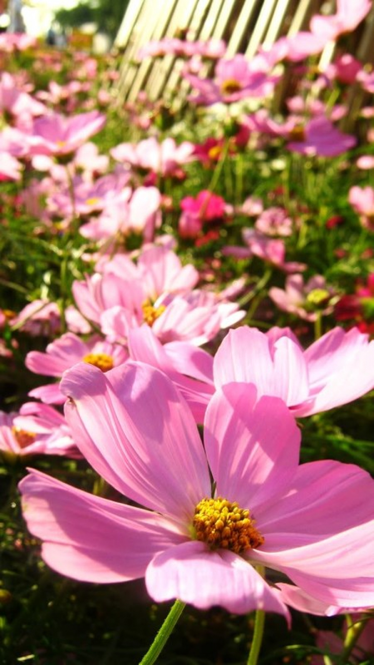 Tết 2011 Tết 2011