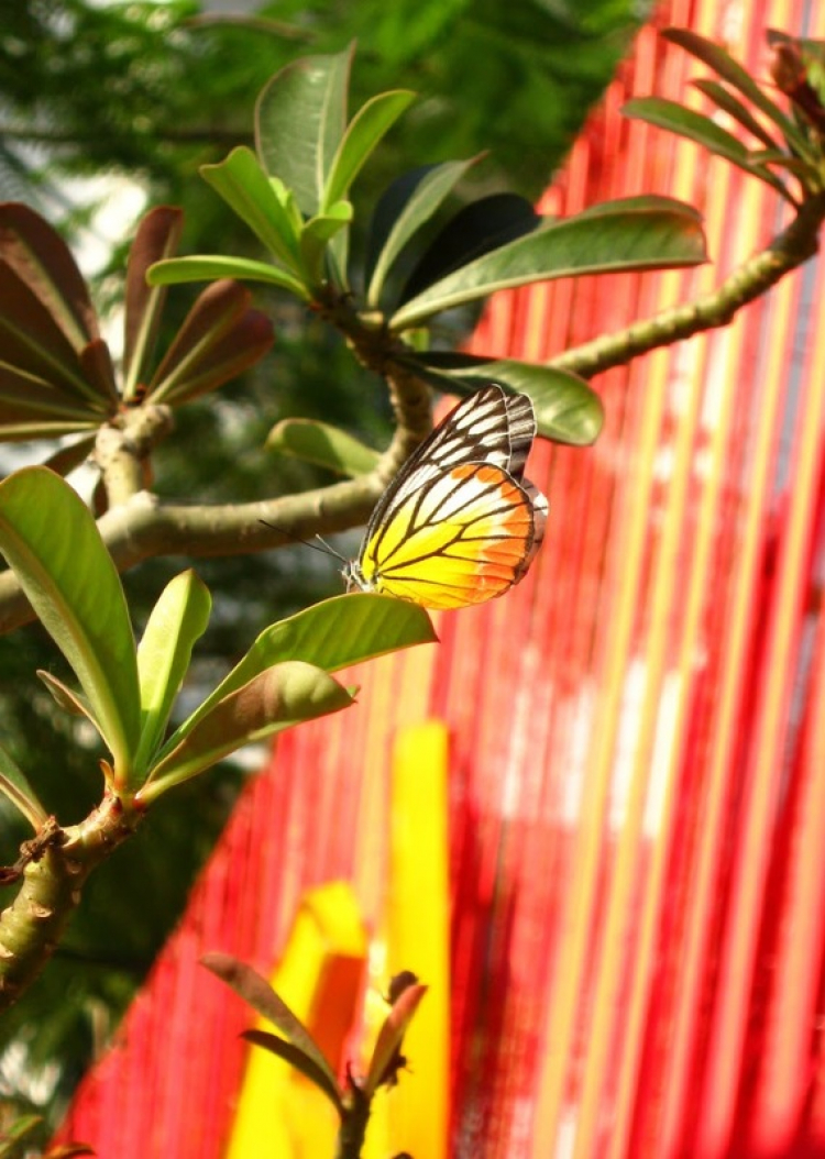 Tết 2011 Tết 2011