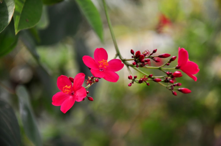 Hoa cỏ linh tinh cuối tuần