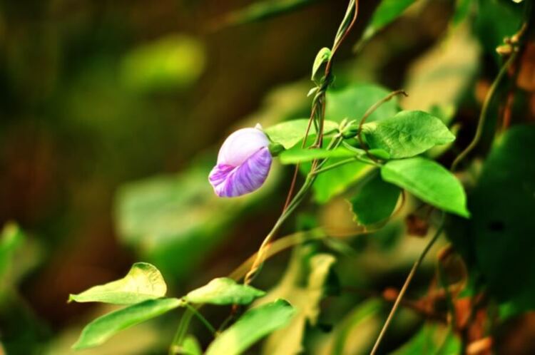 Hoa cỏ linh tinh cuối tuần