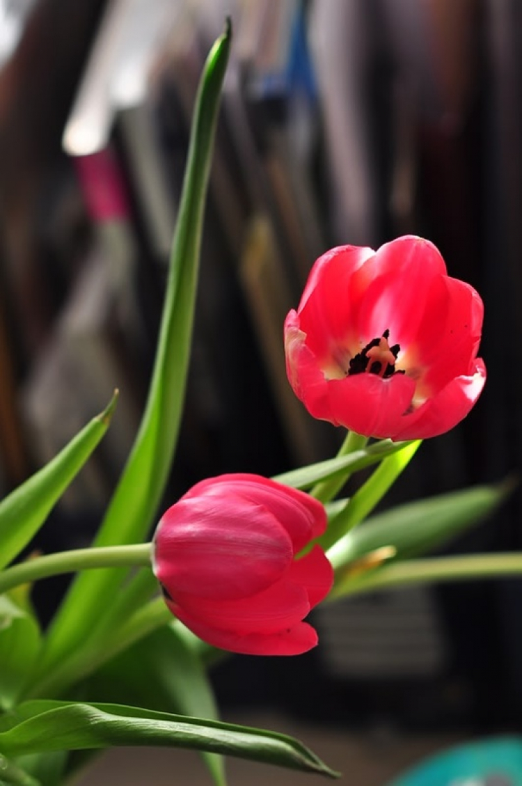 Hoa cỏ linh tinh cuối tuần