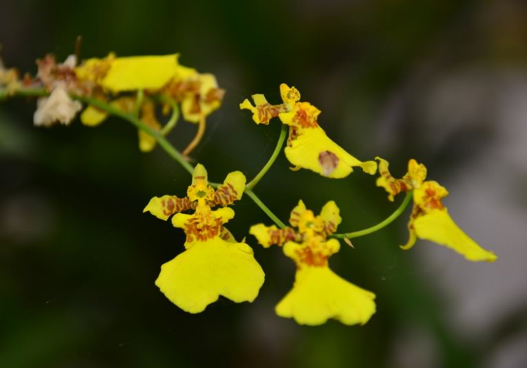 Hoa cỏ linh tinh cuối tuần