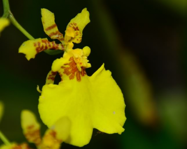 Hoa cỏ linh tinh cuối tuần