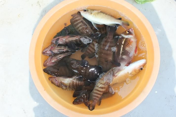CHƯƠNG TRÌNH CARAVAN  HÀ TIÊN - PHÚ QUỐC  (UP HÌNH)