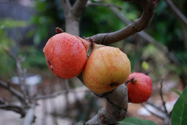 Hoa cỏ linh tinh cuối tuần