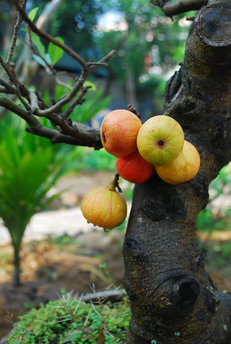 Hoa cỏ linh tinh cuối tuần