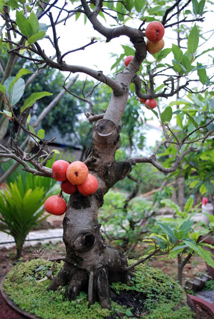 Hoa cỏ linh tinh cuối tuần