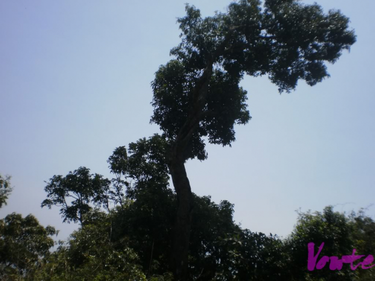 Em muốn khám phá bán đảo Sơn Trà - nhờ các bác tư vấn cho em Em muốn khám phá bán đảo Sơn Trà - nhờ các bác tư vấn cho em
