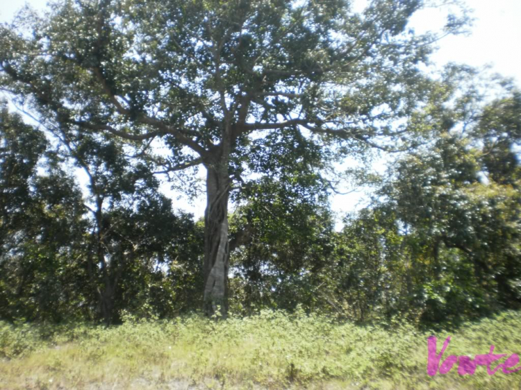 Em muốn khám phá bán đảo Sơn Trà - nhờ các bác tư vấn cho em Em muốn khám phá bán đảo Sơn Trà - nhờ các bác tư vấn cho em