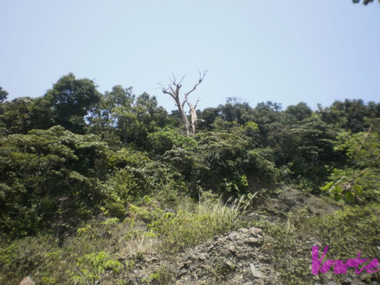 Em muốn khám phá bán đảo Sơn Trà - nhờ các bác tư vấn cho em Em muốn khám phá bán đảo Sơn Trà - nhờ các bác tư vấn cho em