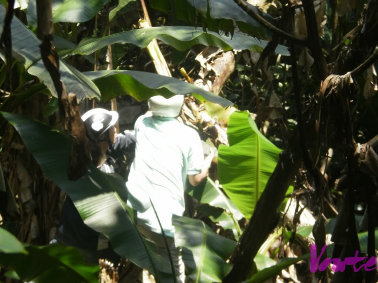 Em muốn khám phá bán đảo Sơn Trà - nhờ các bác tư vấn cho em Em muốn khám phá bán đảo Sơn Trà - nhờ các bác tư vấn cho em