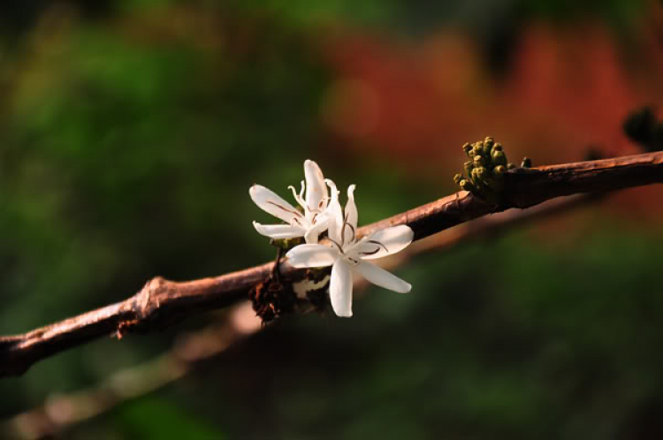 Hoa cỏ linh tinh cuối tuần