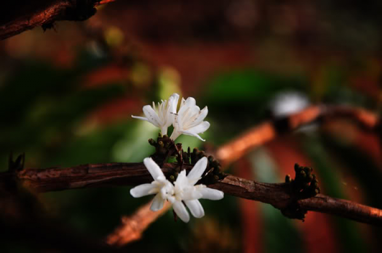 Hoa cỏ linh tinh cuối tuần