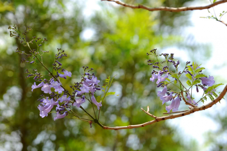 Cho em hỏi ạ?