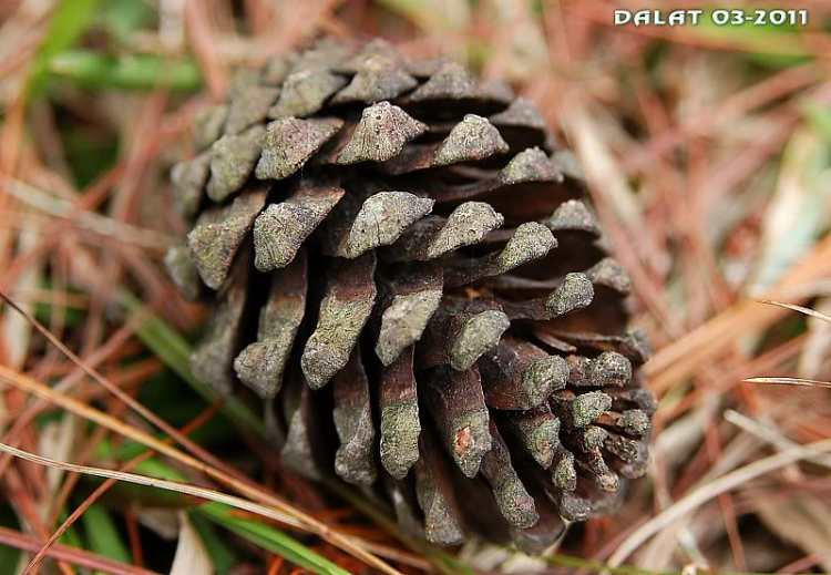 Góc ảnh dành cho Dalat Góc ảnh dành cho Dalat