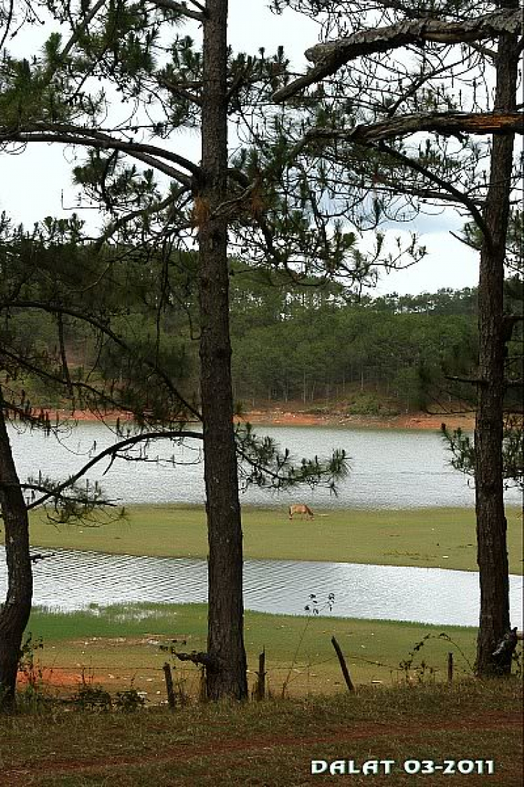 Góc ảnh dành cho Dalat Góc ảnh dành cho Dalat