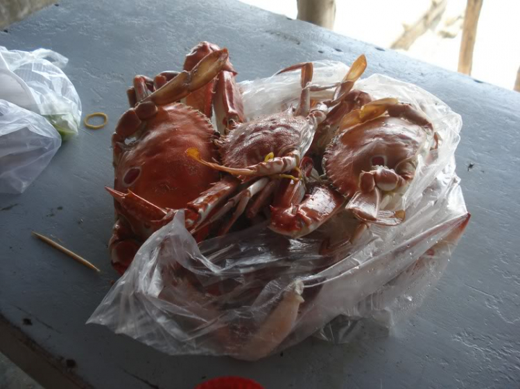 @ Hành trình tìm vịt xiêm phương nam và xuyên việt 2011 qua 2100 km @ Hành trình tìm vịt xiêm phương nam và xuyên việt 2011 qua 2100 km