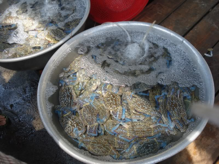 @ Hành trình tìm vịt xiêm phương nam và xuyên việt 2011 qua 2100 km @ Hành trình tìm vịt xiêm phương nam và xuyên việt 2011 qua 2100 km