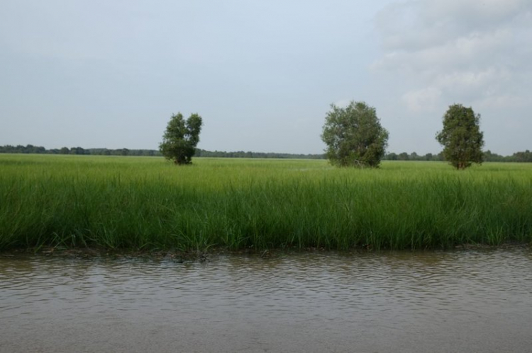 Chương trình hè về Tràm Chim - Đồng tháp 2014. Chương trình hè về Tràm Chim - Đồng tháp 2014.