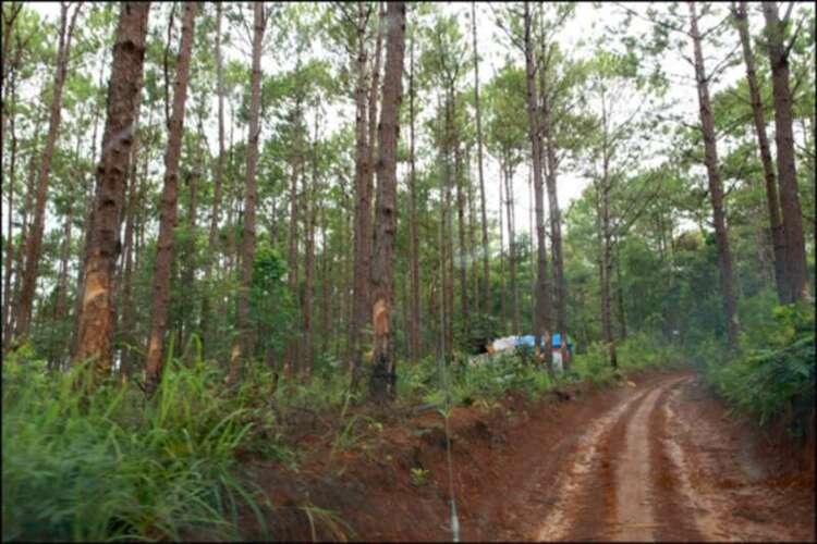 3 NGÀY, 2 ĐÊM HÀNH XÁC TRÊN ĐƯỜNG RỪNG TỪ DI LINH XUỐNG PHAN THIẾT!