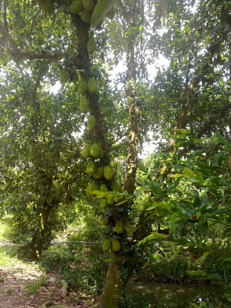 OFF Mini Sinh Thái Cái Bè-Tiền Giang (Lần 1)