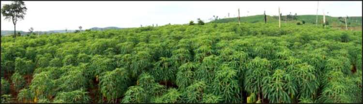 Daknong-Dakno Hành trình chinh phục đỉnh mùa đông hay cuộc hành xác của những kẻ khùng Daknong-Dakno Hành trình chinh phục đỉnh mùa đông hay cuộc hành xác của những kẻ khùng
