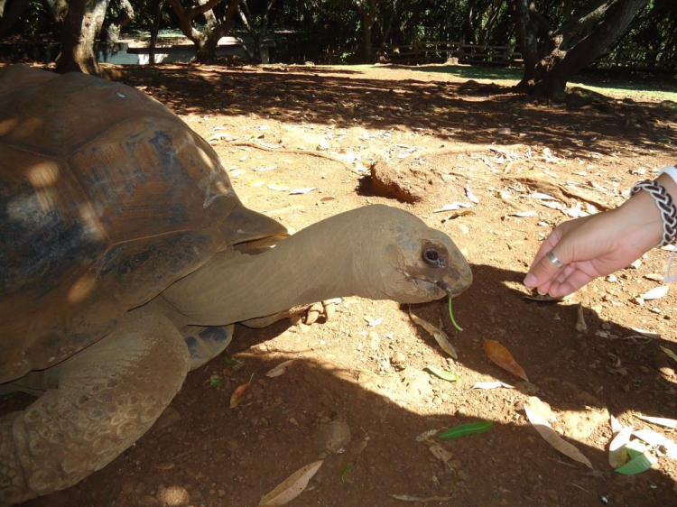 Em đang ở Tây Phi - Bờ Biển Ngà